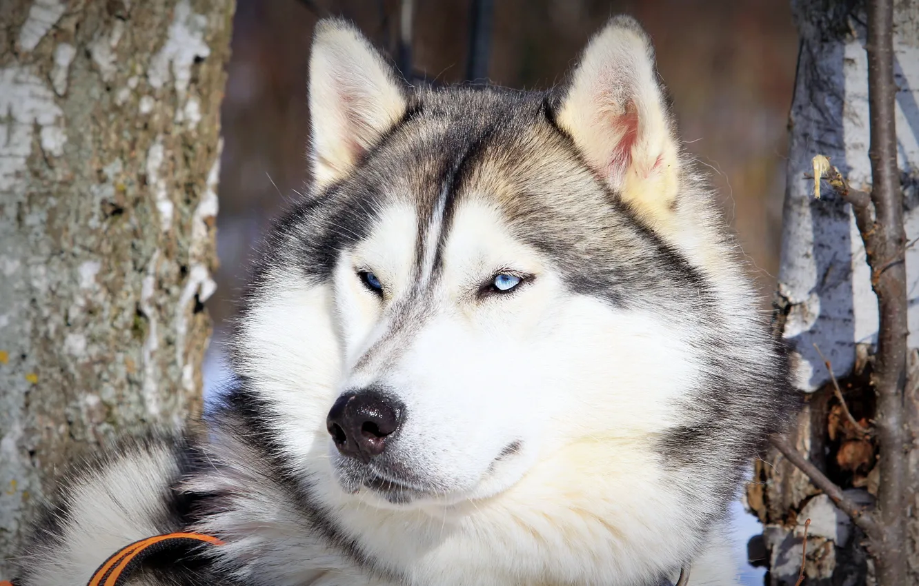 Photo wallpaper look, each, dog