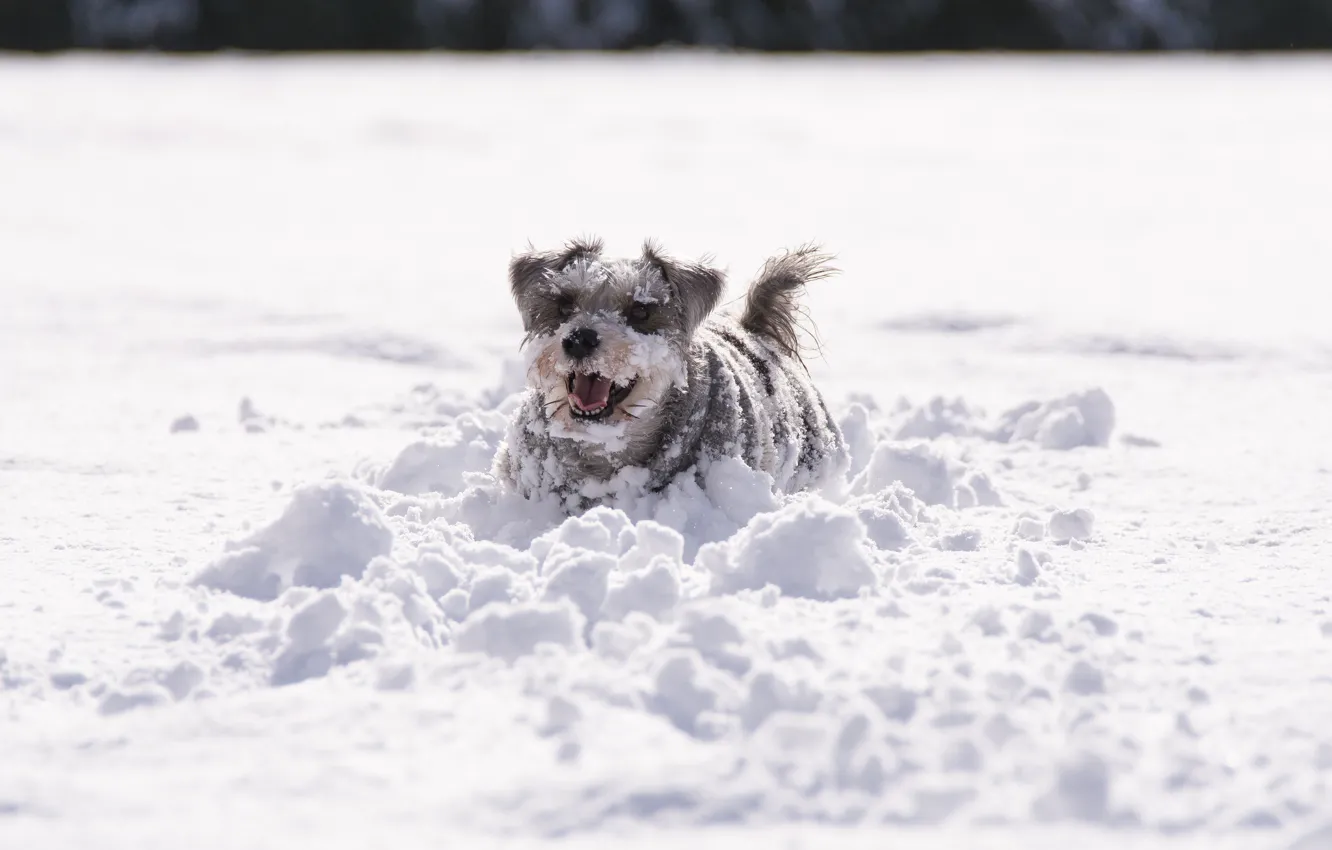 Photo wallpaper winter, snow, dog