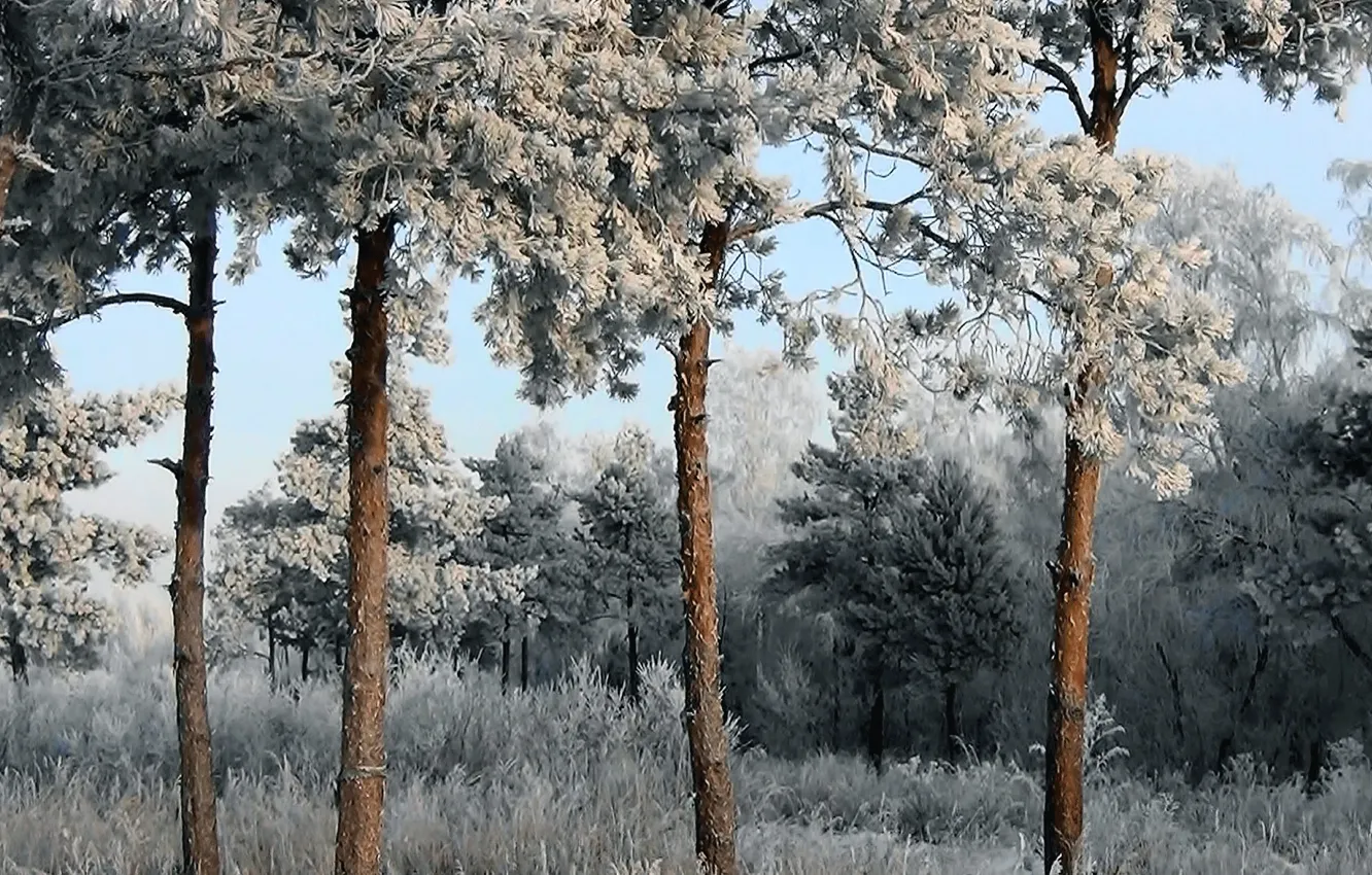Photo wallpaper winter, frost, snow, Pine, winter, snow, frost, Sibir.Rossiya