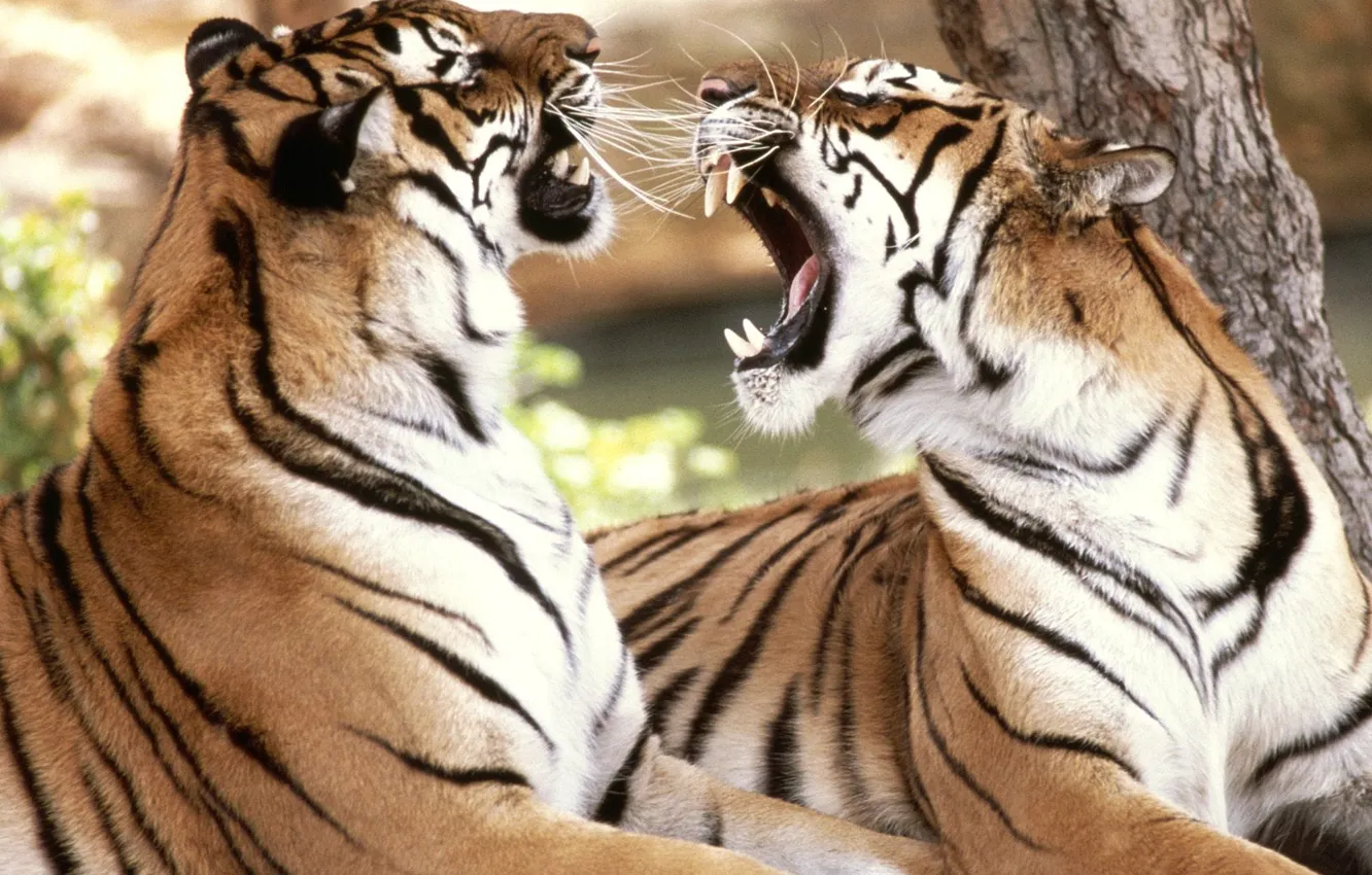 Photo wallpaper feelings, tigers, the conversation, dispute