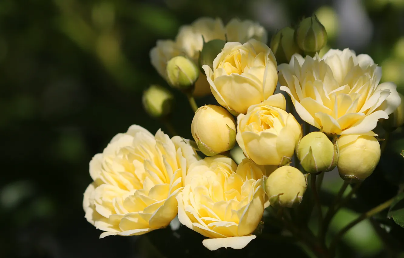Photo wallpaper summer, flowers, branches, yellow, the dark background, roses, garden, buds