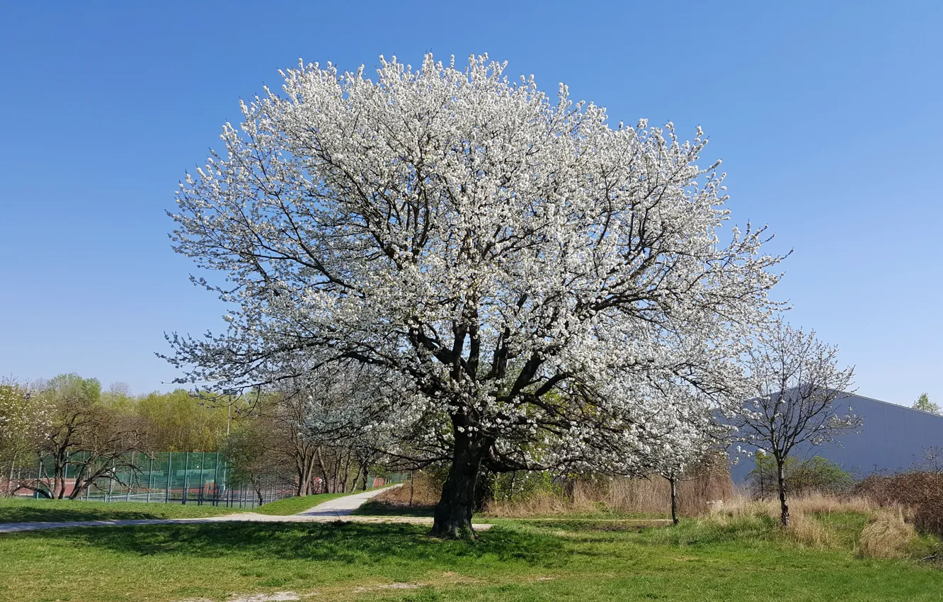 Photo wallpaper greens, flowers, Park, spring, cherry