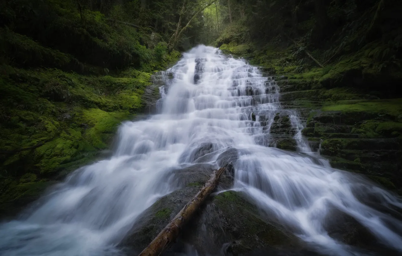 Photo wallpaper forest, waterfall, stream