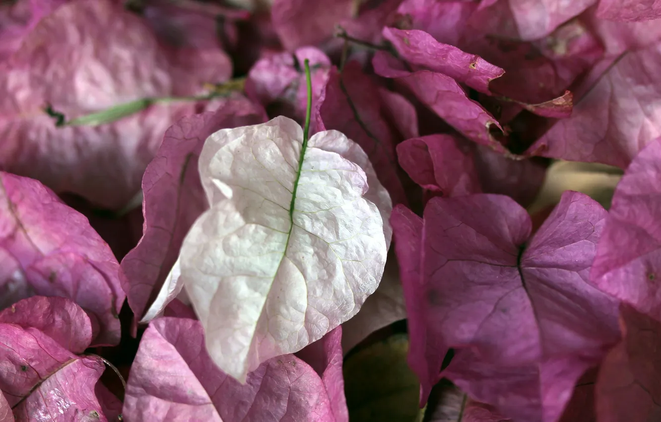 Photo wallpaper leaves, flowers, white, lilac