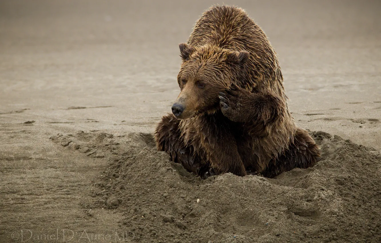 Photo wallpaper sand, bear, the Bruins