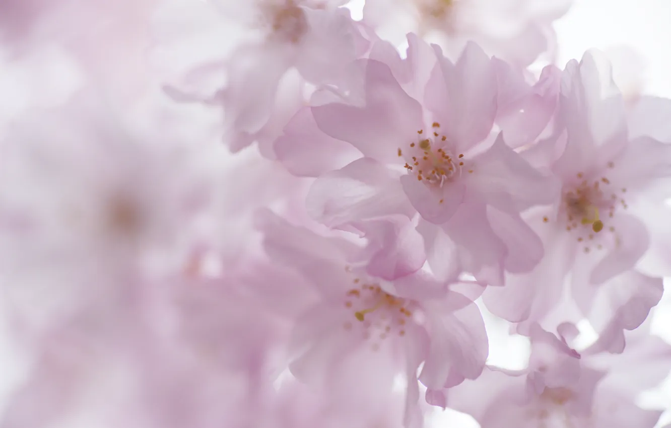 Photo wallpaper trees, cherry, spring, flowering, fruit