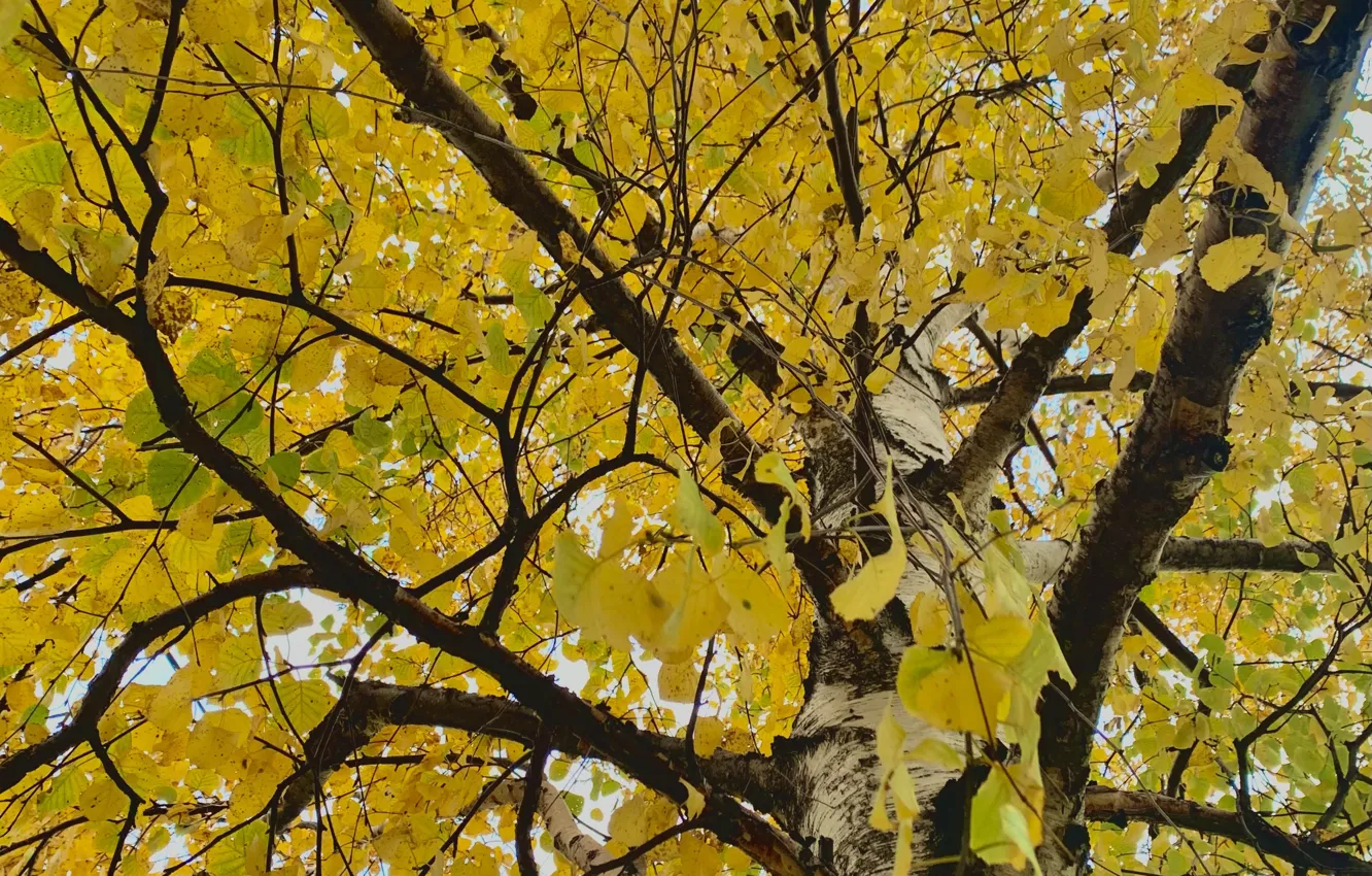 Photo wallpaper autumn, leaves, birch