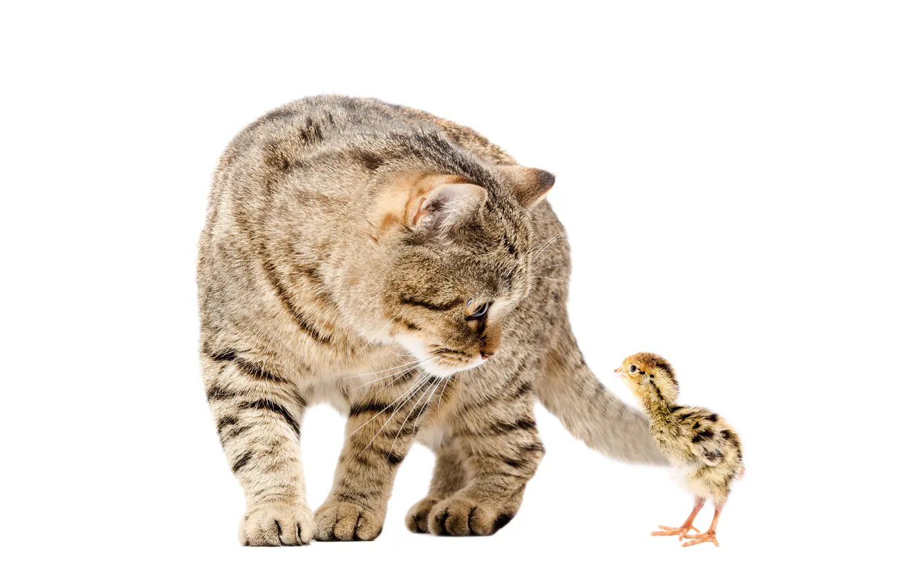 Photo wallpaper cat, chickens, pair, cats, chickens
