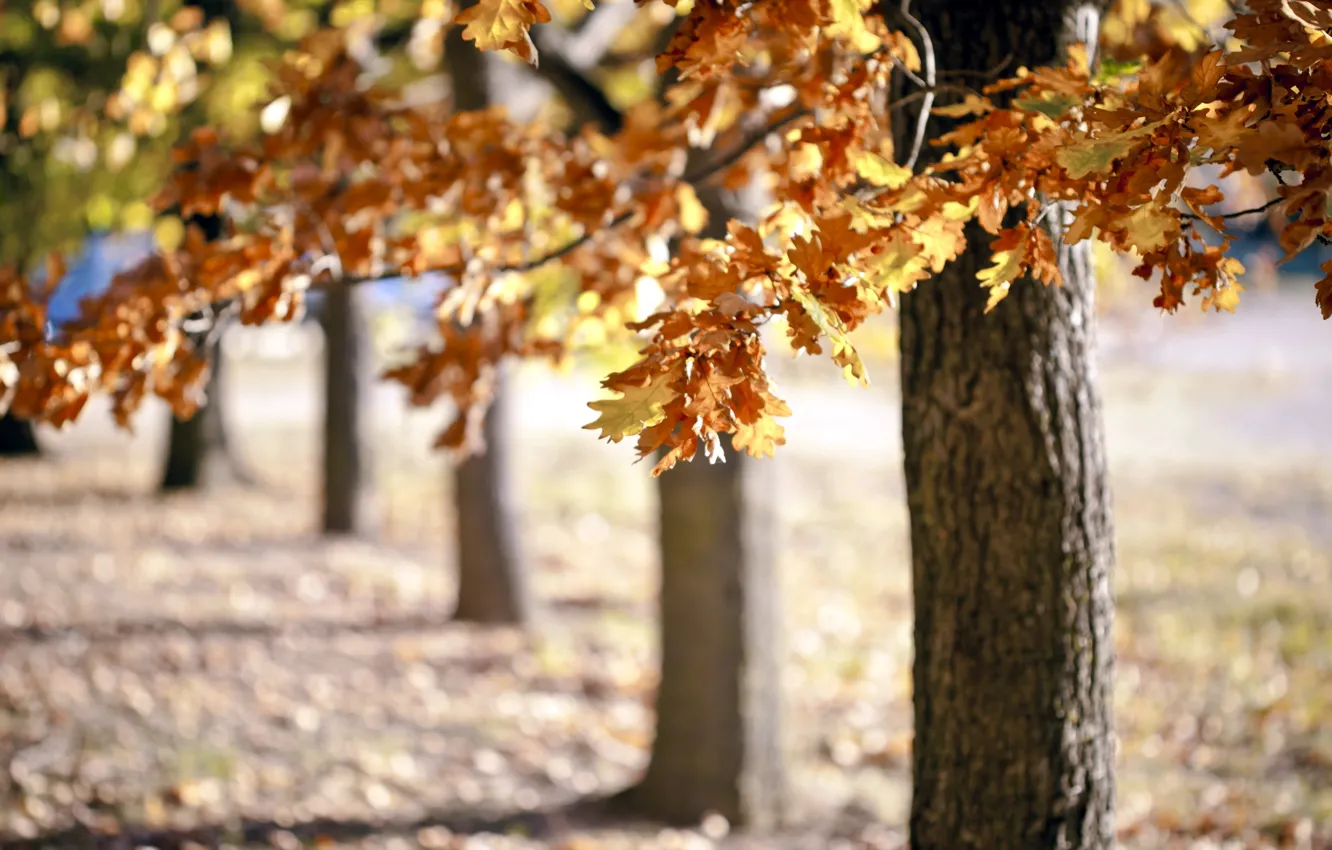 Photo wallpaper autumn, trees, nature