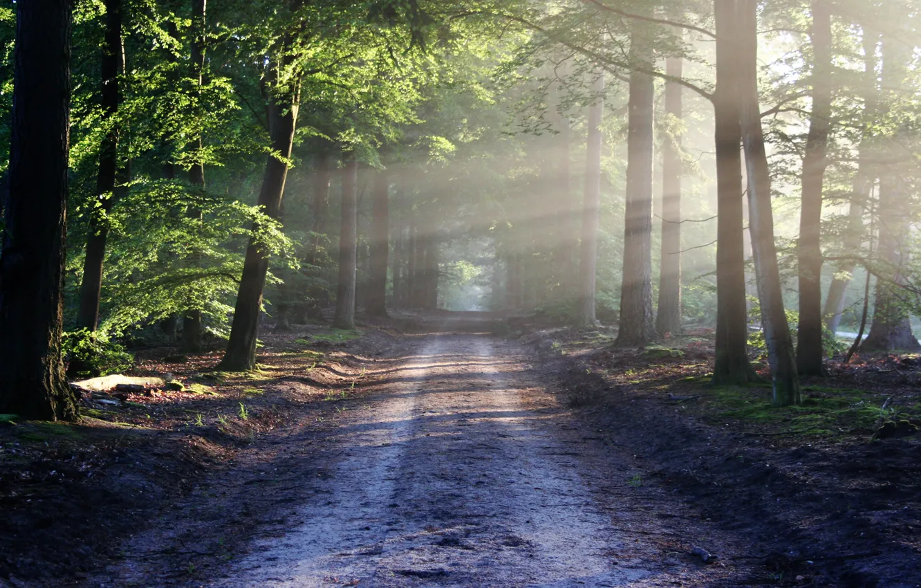 Photo wallpaper road, forest, summer, light