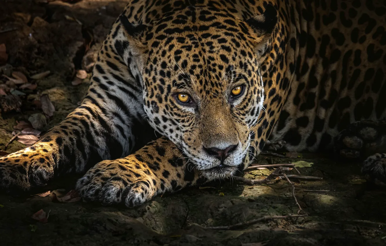 Photo wallpaper look, face, predator, paws, lies, Jaguar, resting