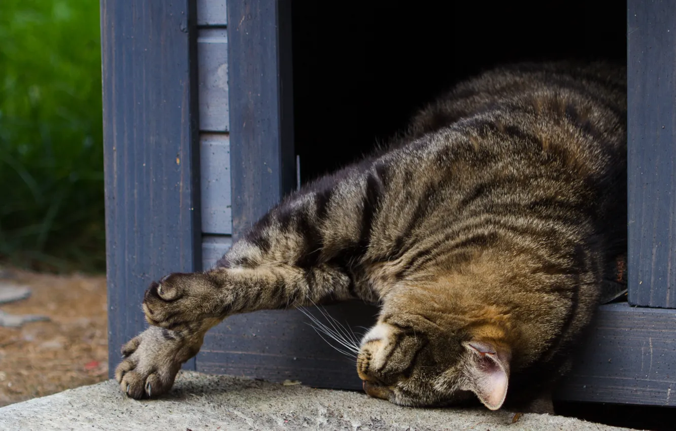 Photo wallpaper cat, stay, sleep, Koshak, lies, Tomcat