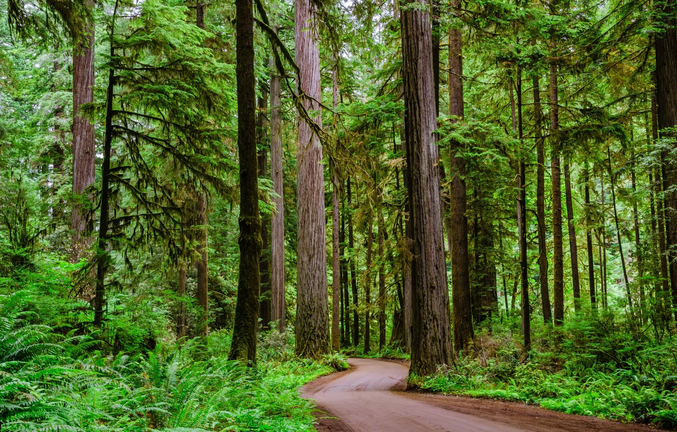 Photo wallpaper road, forest, trees, winding dirt road through a Redwood forest
