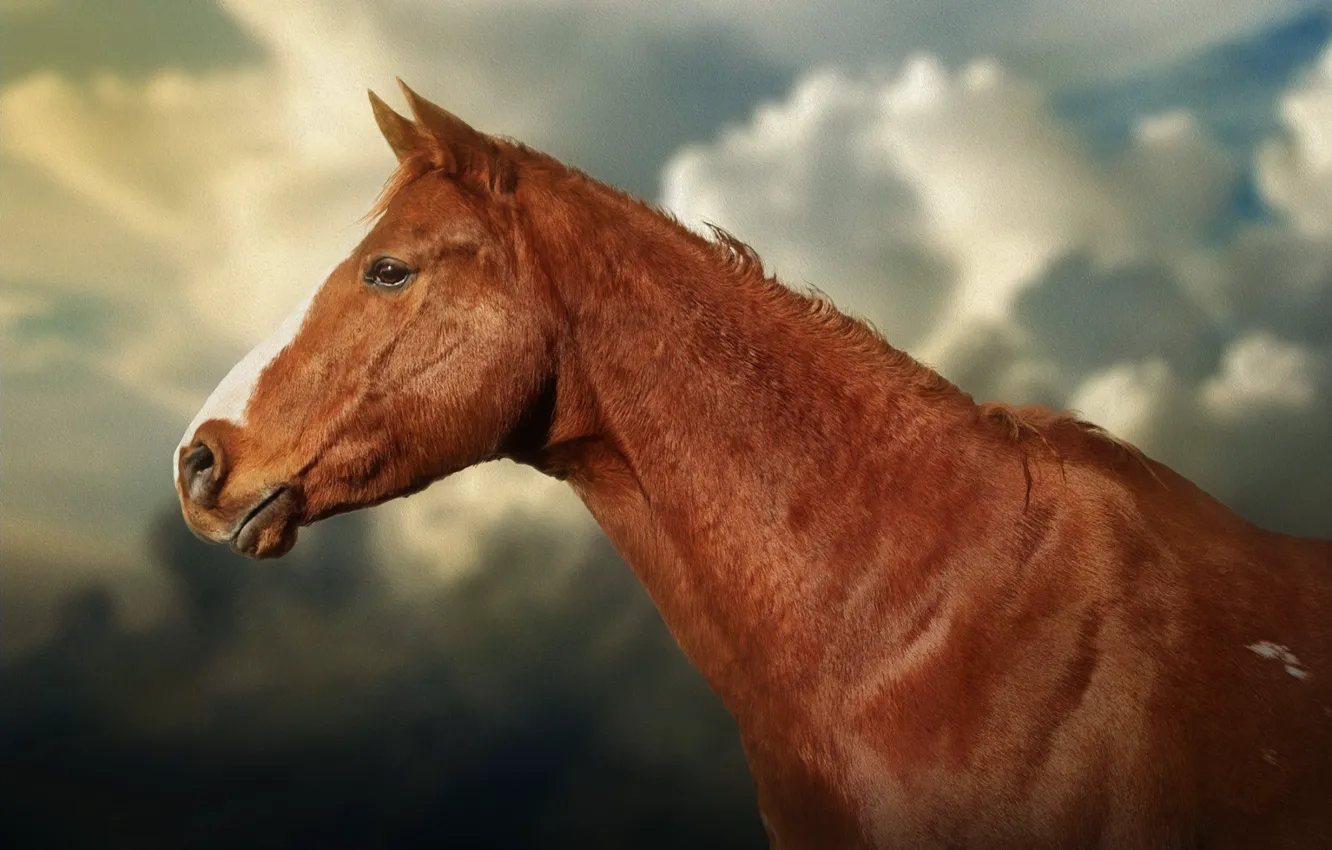 Photo wallpaper face, background, horse, horse, texture, profile