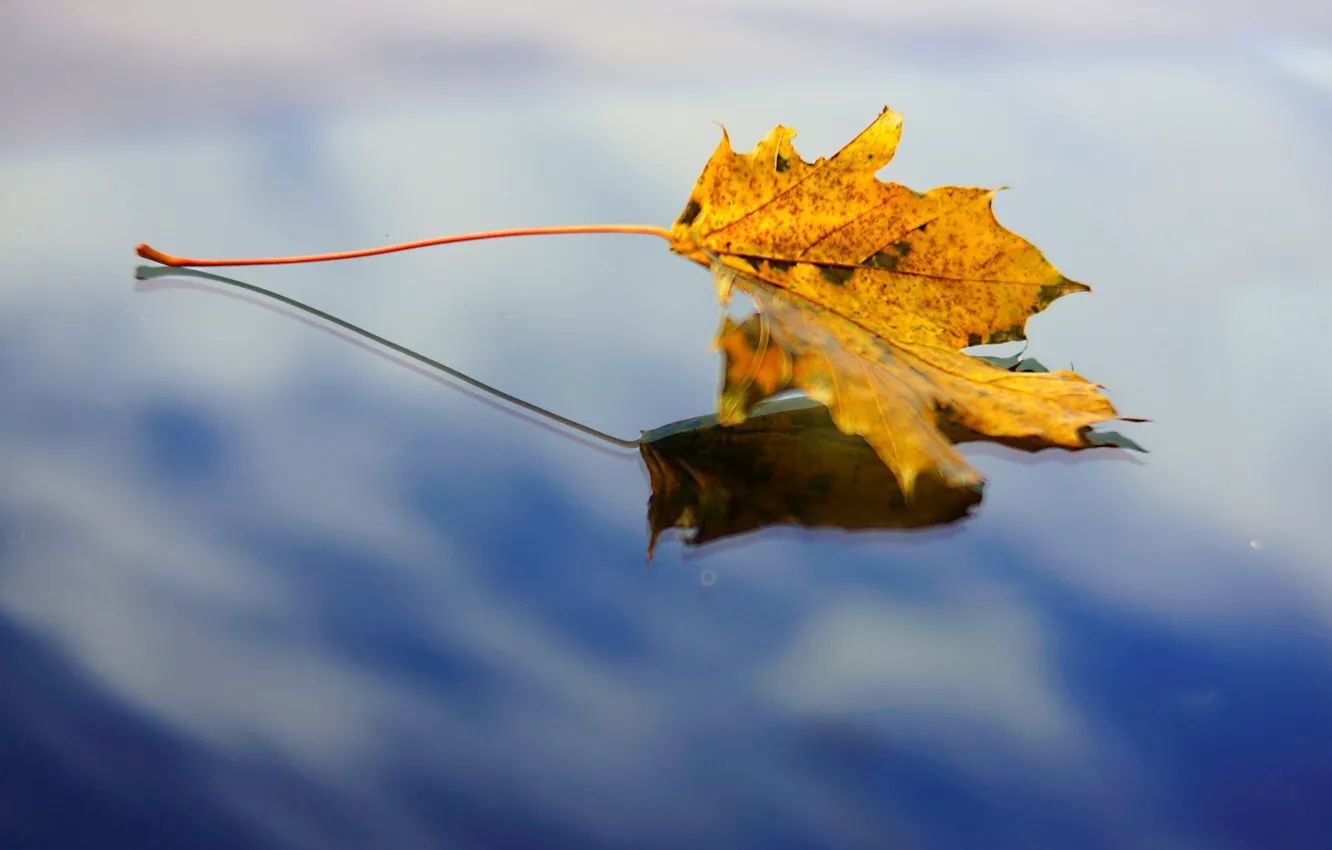 Photo wallpaper the sky, water, macro, reflection, background, widescreen, Wallpaper, leaf