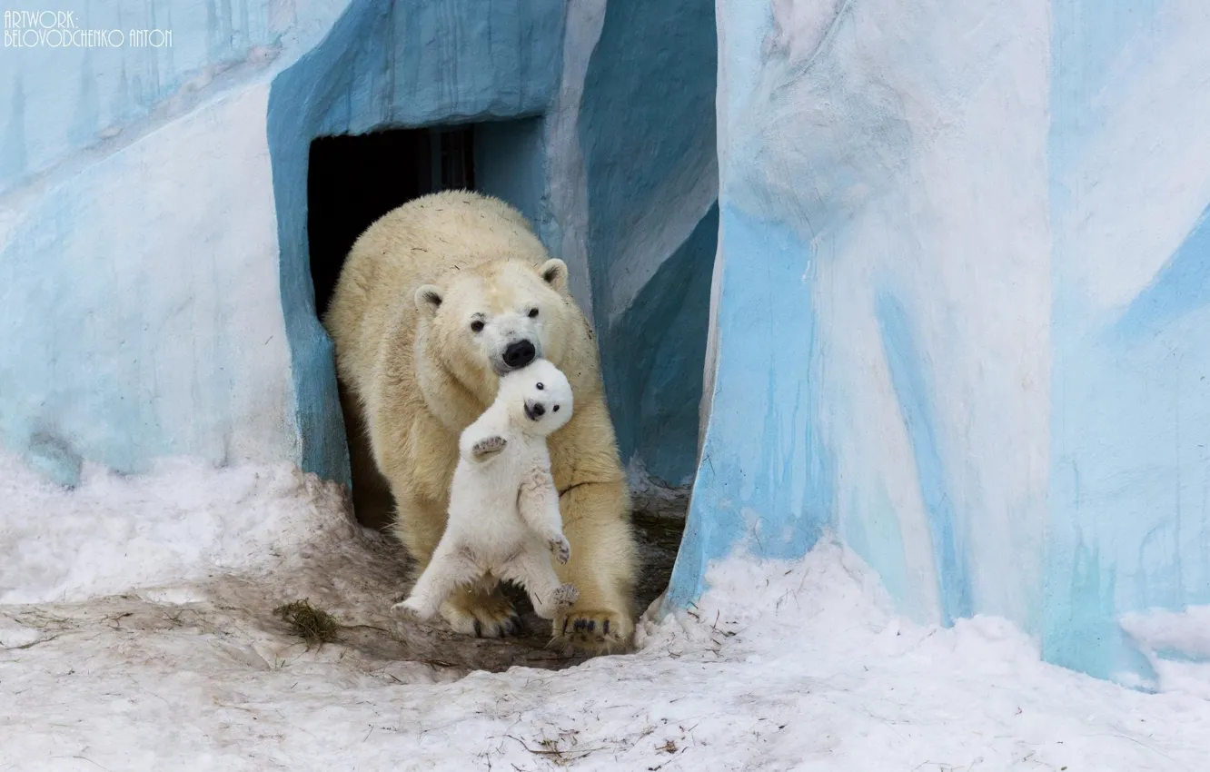 Photo wallpaper bear, bear, polar