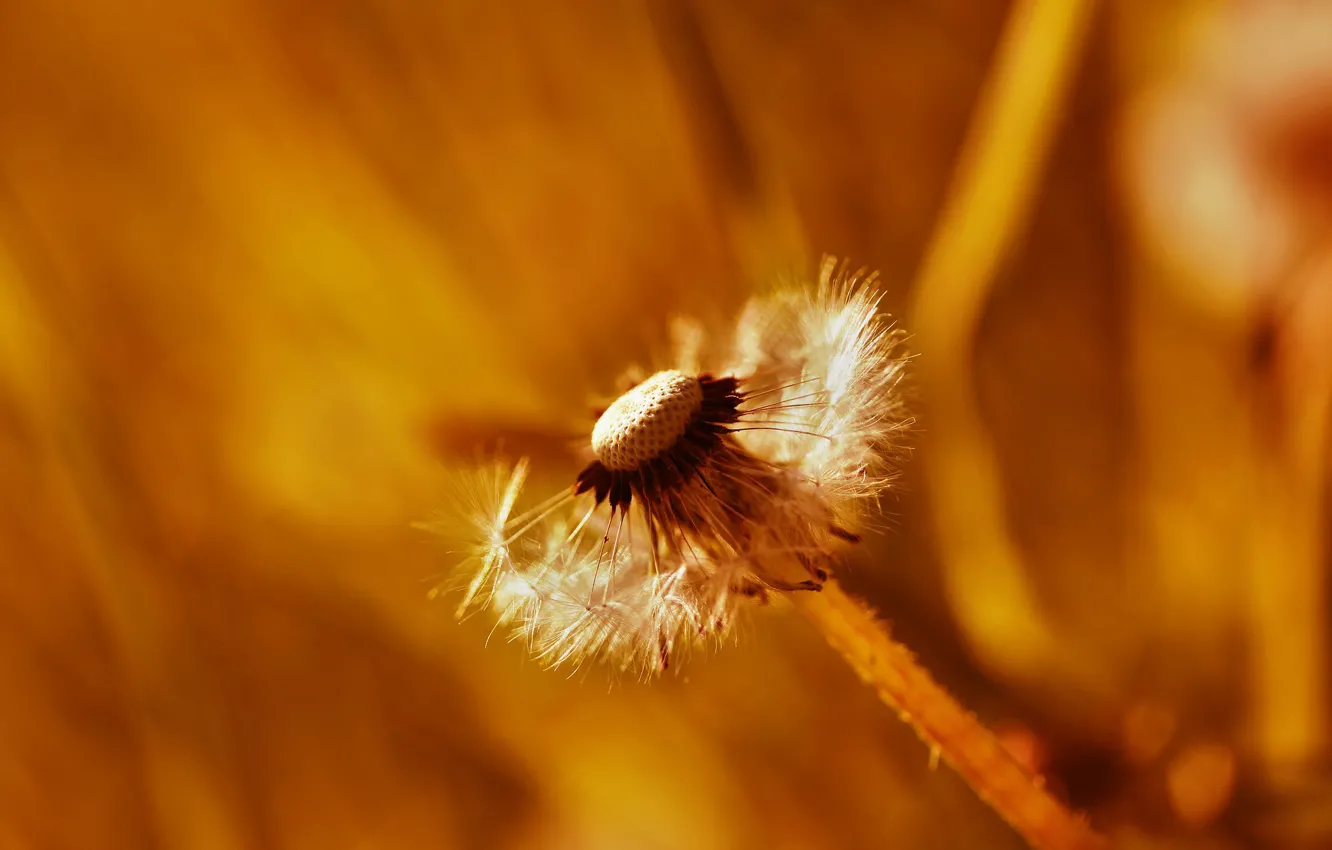 Photo wallpaper flowers, orange, yellow, background, dandelion, blur, seeds, the parachutes