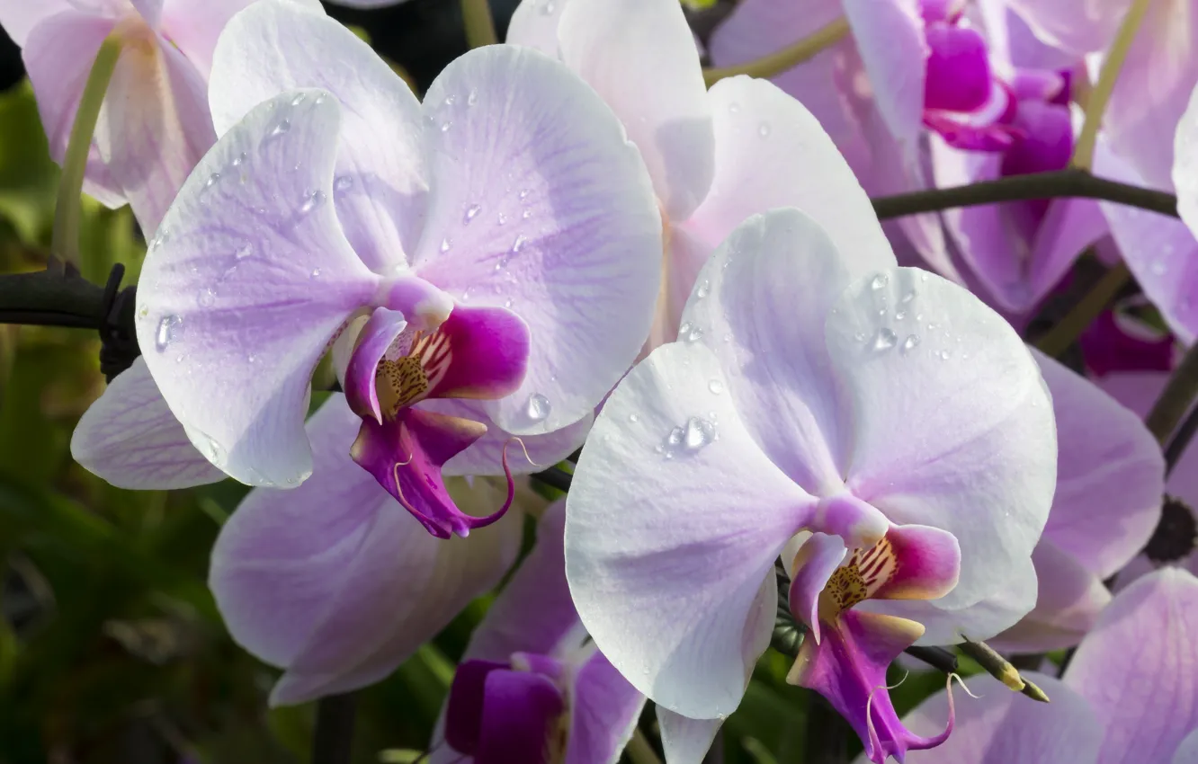 Photo wallpaper macro, orchids, exotic, Orchid