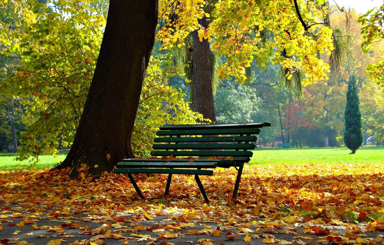 Photo wallpaper autumn, bench, Park
