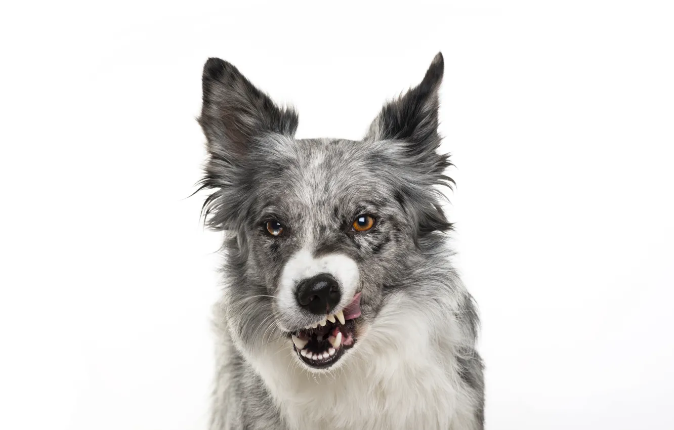 Photo wallpaper dog, muzzle, grin, white background, grin, dog