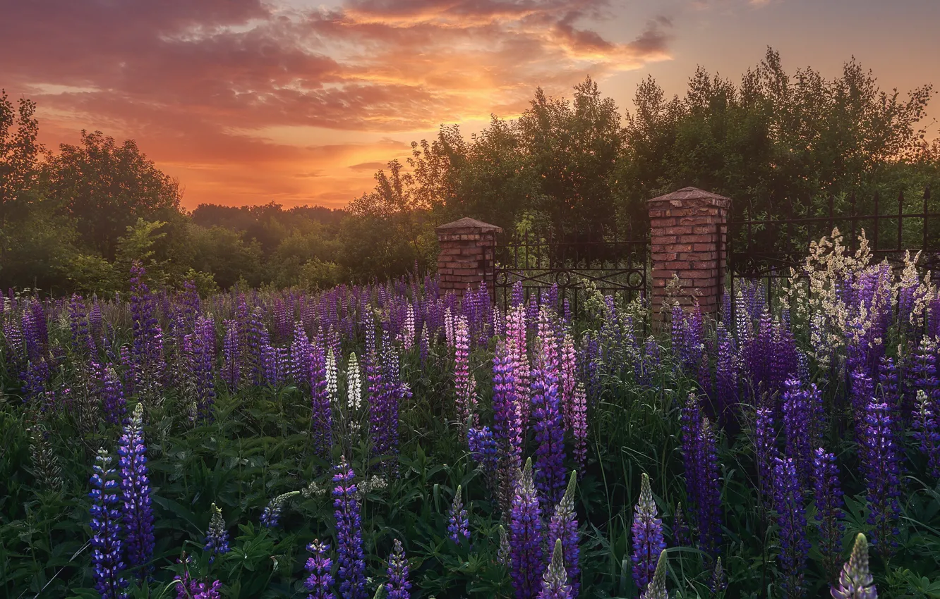 Photo wallpaper summer, landscape, sunset, flowers, nature, the evening, the fence, lupins