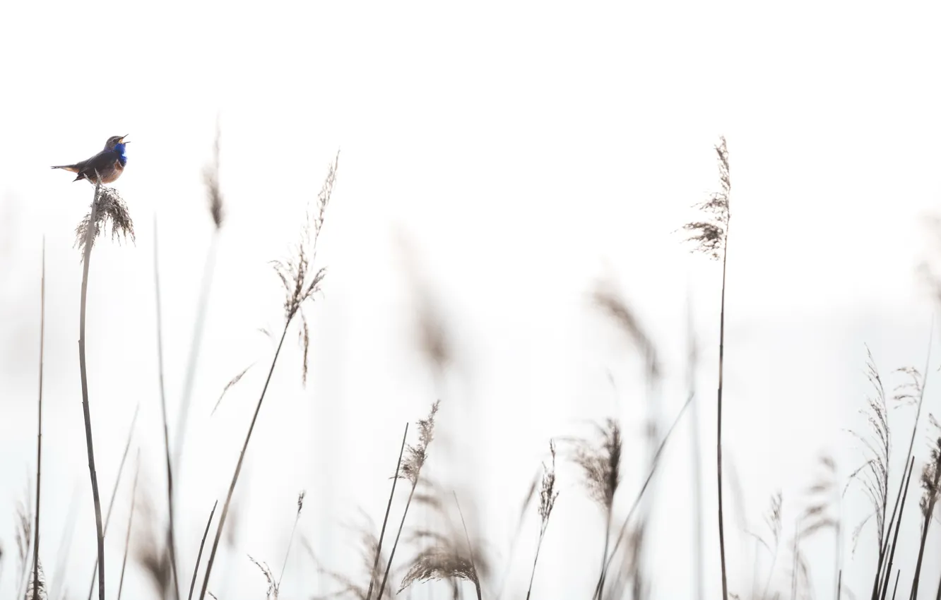 Photo wallpaper nature, background, bird