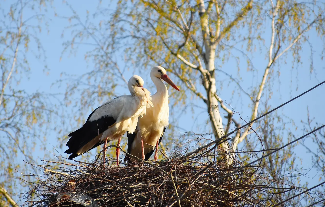 Photo wallpaper nature, bird, spring, stork