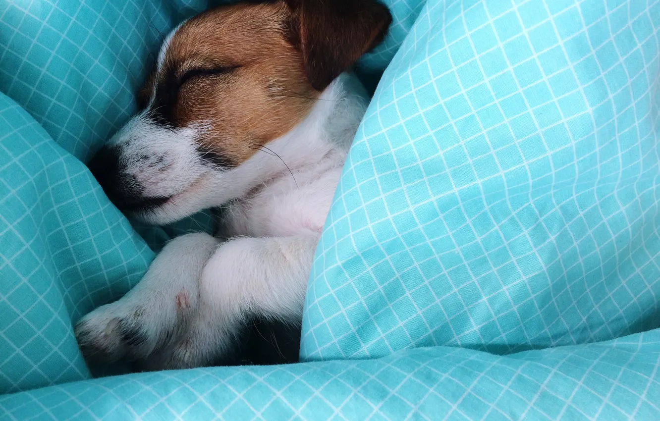 Photo wallpaper puppy, sleeping, sheets