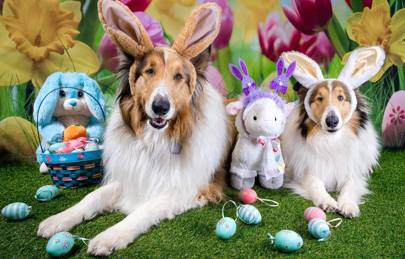 Photo wallpaper dogs, look, face, pose, dog, Easter, pair, photoshoot