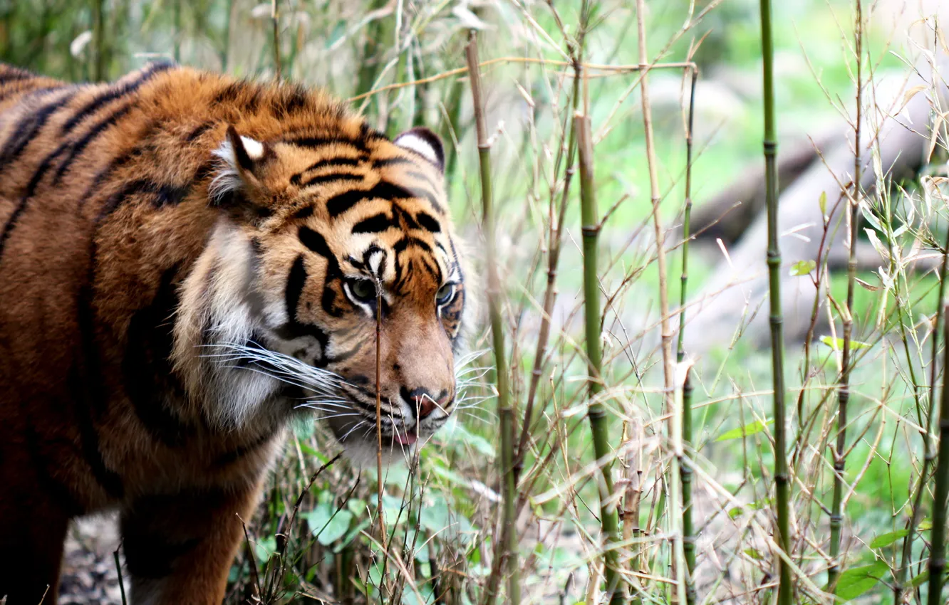 Photo wallpaper nature, tiger, background