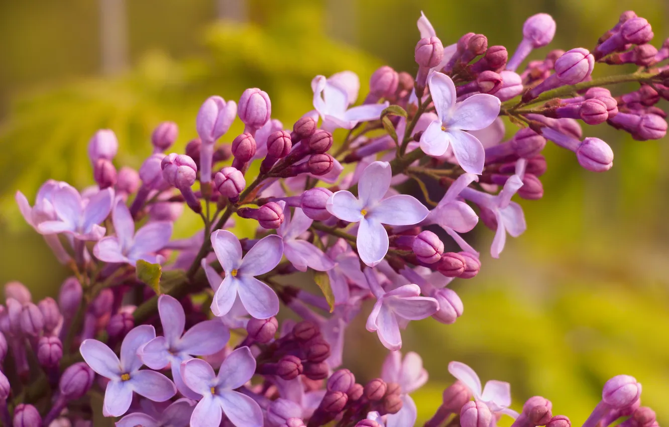 Photo wallpaper flower, lilac, twig