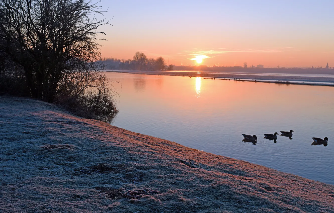 Photo wallpaper frost, autumn, sunset, dawn, bird, shore, duck, spring