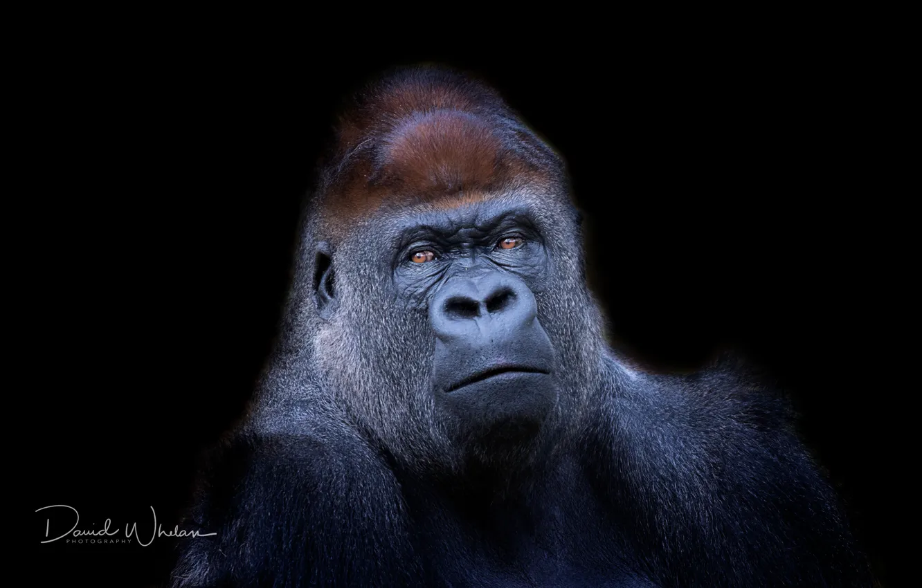 Photo wallpaper nature, background, monkey, Western Lowland Gorilla