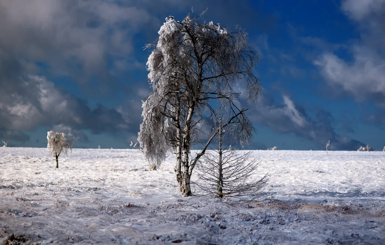 Photo wallpaper winter, snow, birch