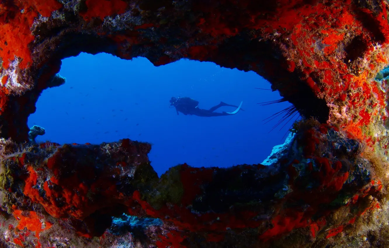 Photo wallpaper sea, nature, the diver