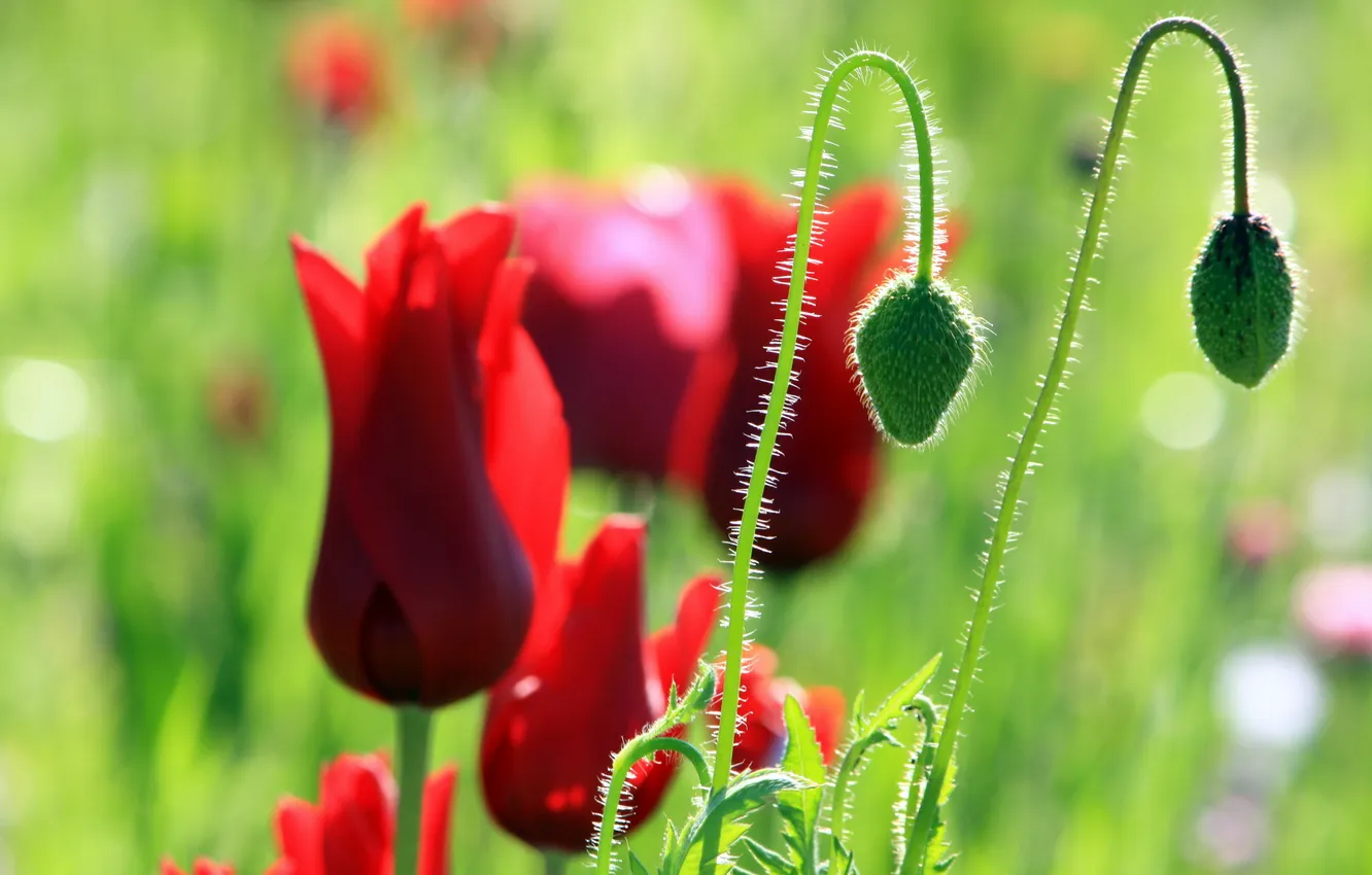 Photo wallpaper flowers, nature, Maki