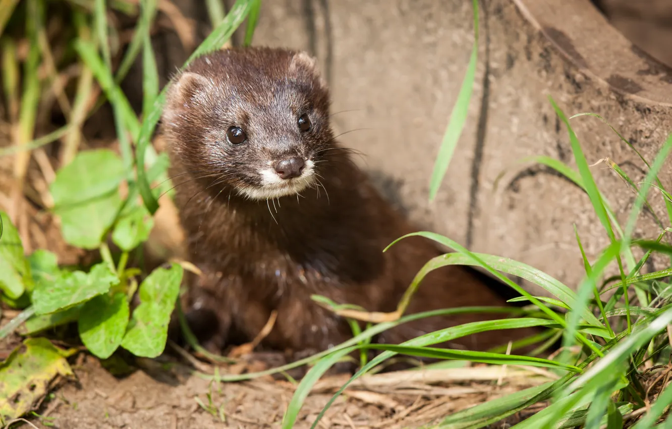 Photo wallpaper grass, look, face, St.
