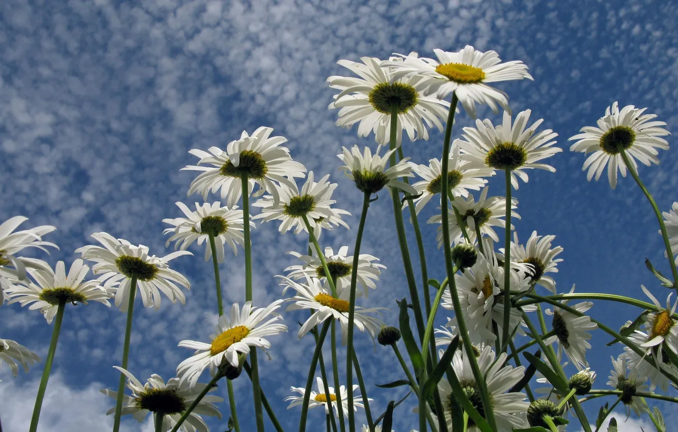Photo wallpaper field, flowers, chamomile