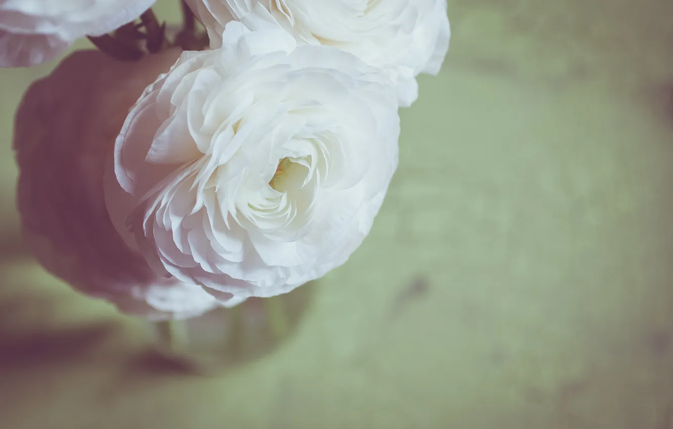 Photo wallpaper flowers, roses, petals