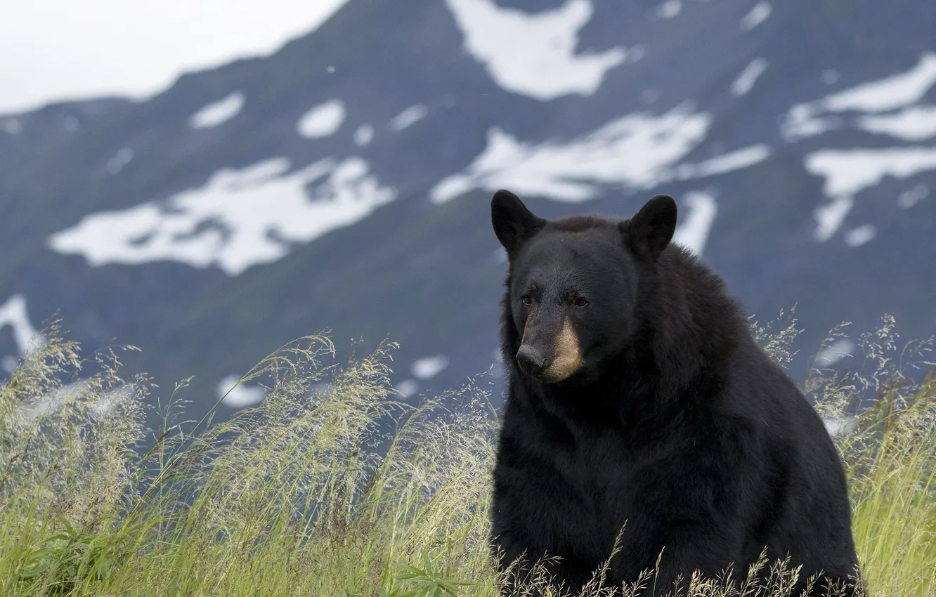 Photo wallpaper background, mountain, sitting, Black Bear