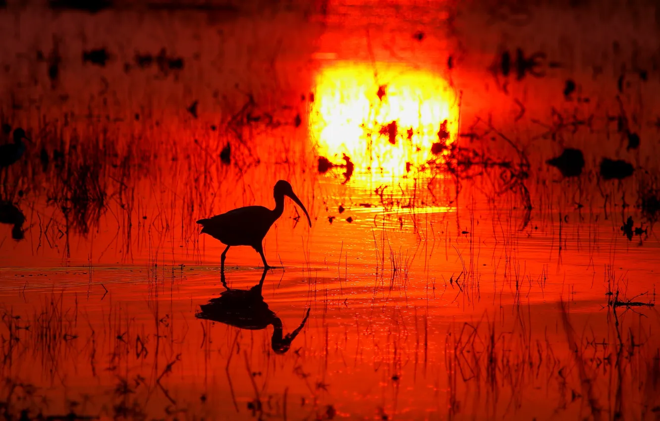 Photo wallpaper water, sunset, reflection, bird, swamp, beak, silhouette