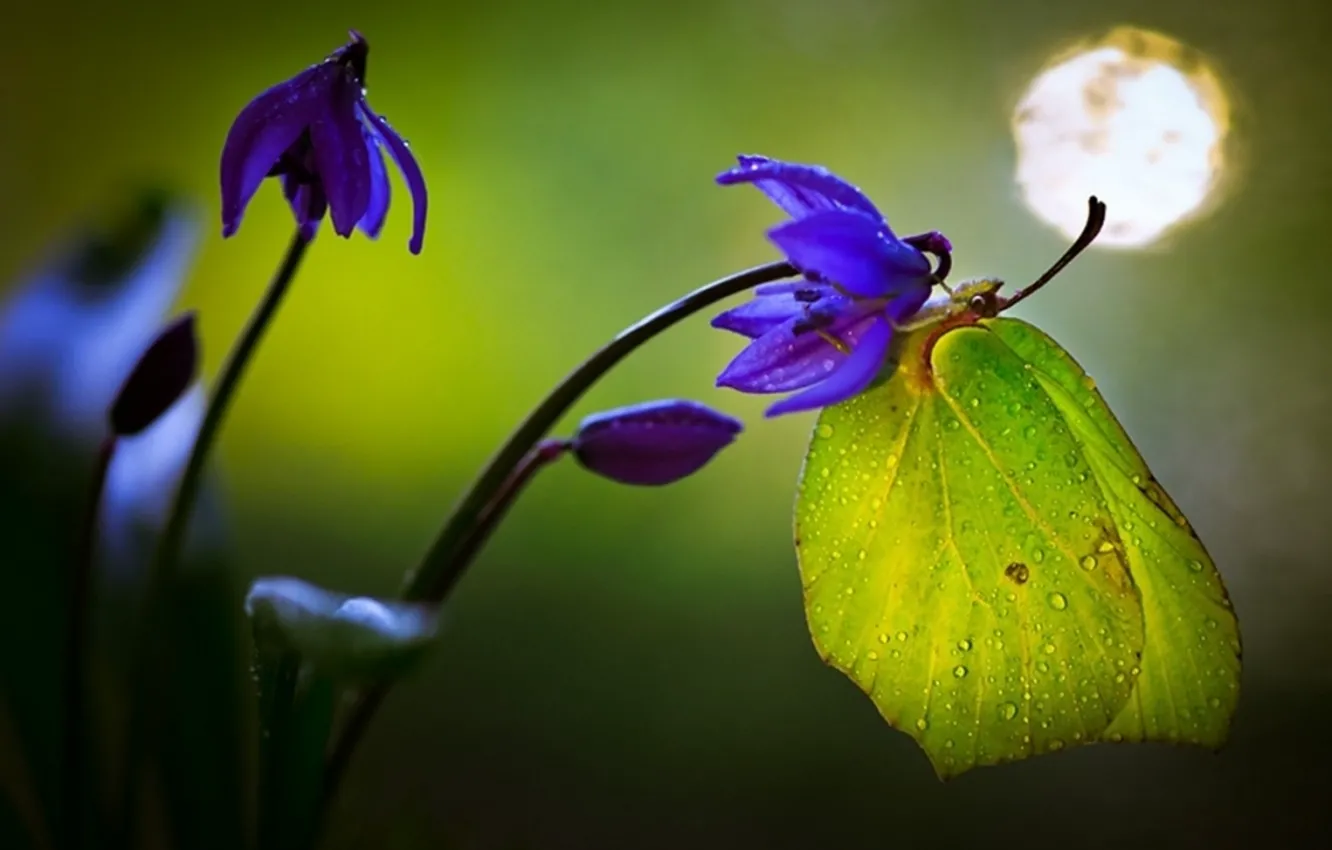 Photo wallpaper flowers, stem, drops of dew