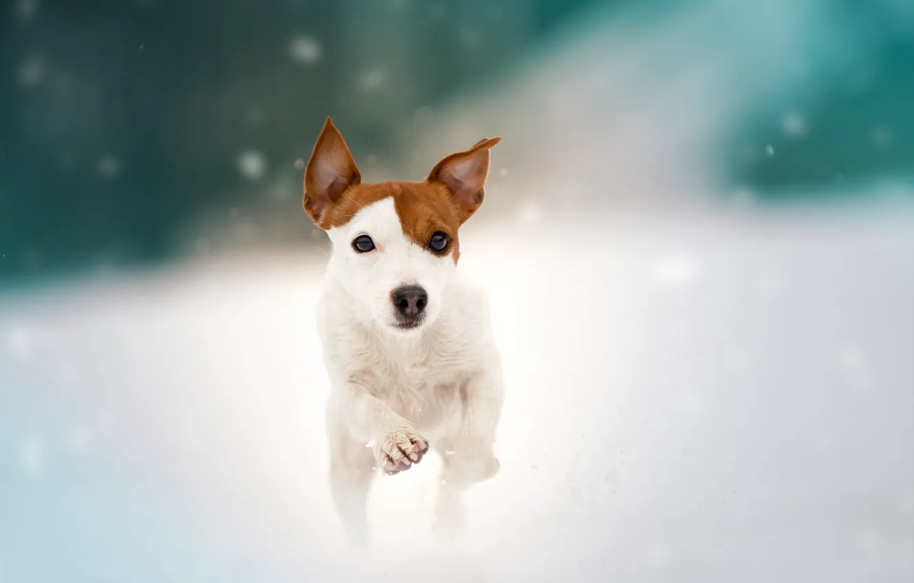 Photo wallpaper snow, dog, walk, doggie, Jack Russell Terrier