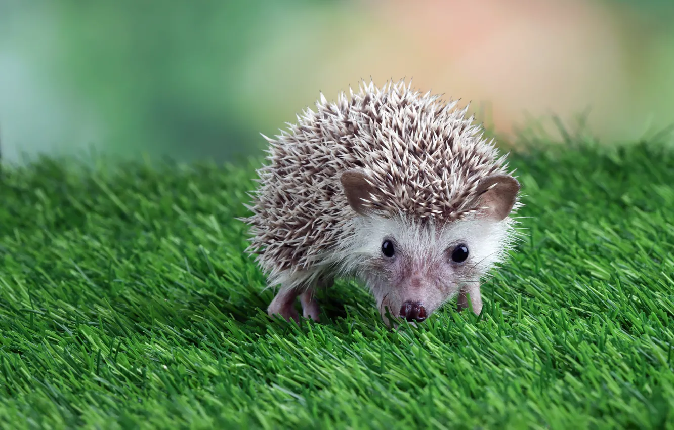 Photo wallpaper grass, look, muzzle, hedgehog, hedgehog