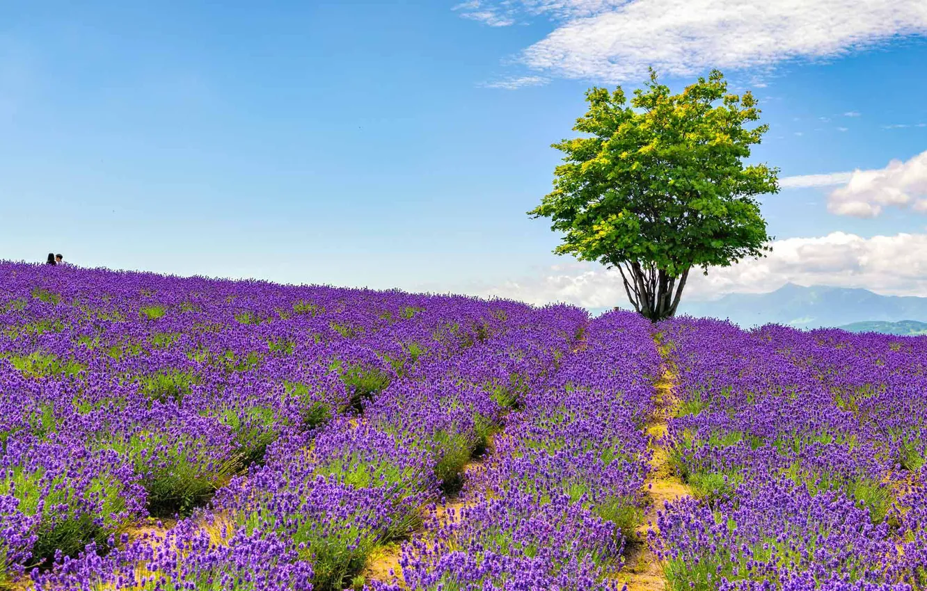 Photo wallpaper flowers, Park, tree, Japan, garden, lavender, the island of Hokkaido, Hinode Lavender Garden