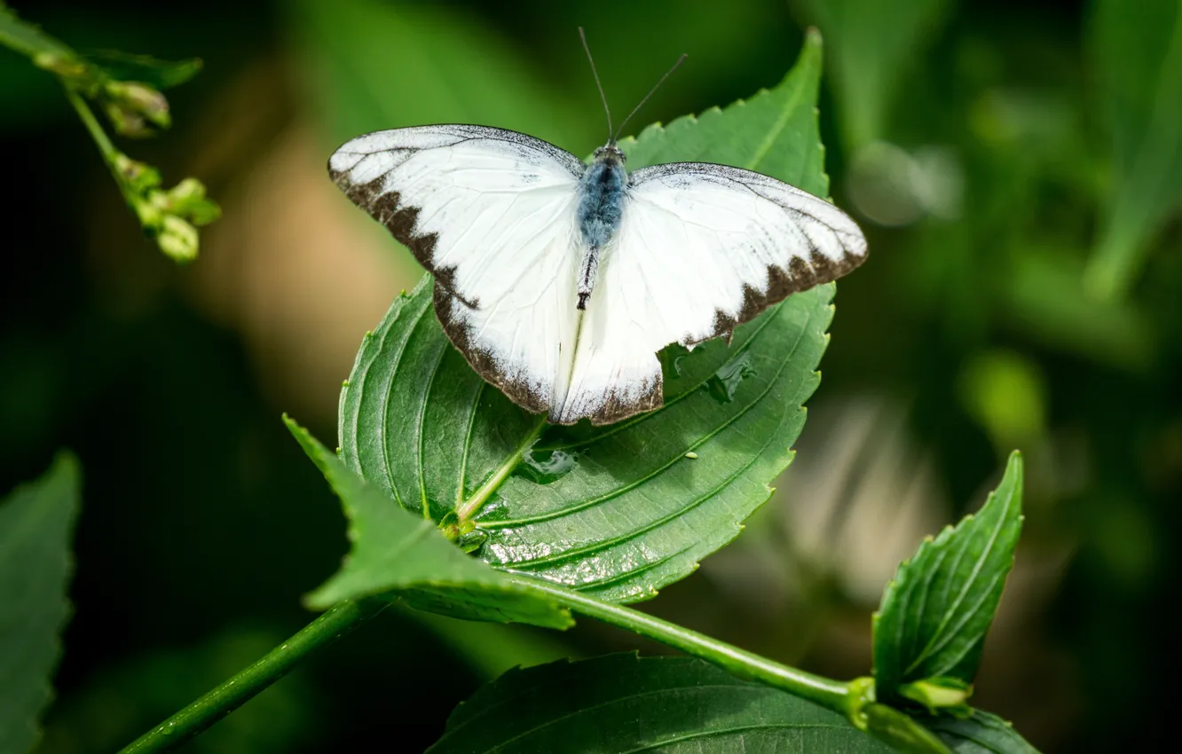 Photo wallpaper green, white, black, nature, butterfly, leaves, macro, Malaysia