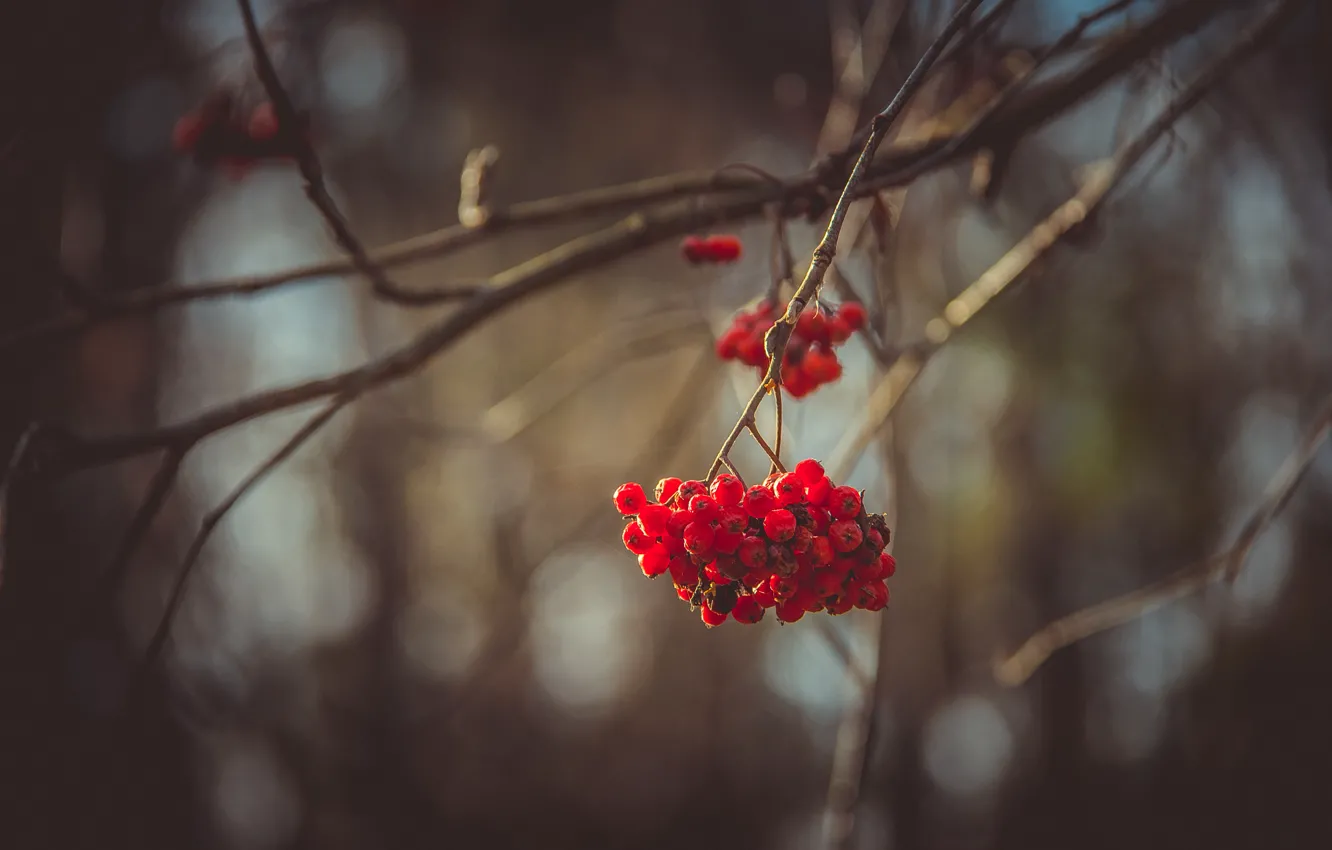 Photo wallpaper autumn, forest, leaves, trees, nature, berries, overcast, Rowan