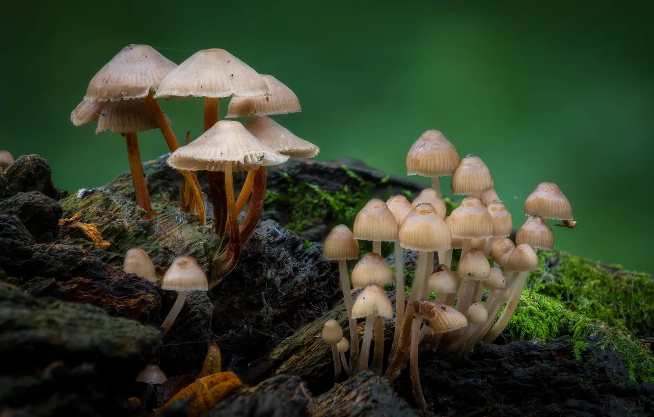 Photo wallpaper mushrooms, stump, family