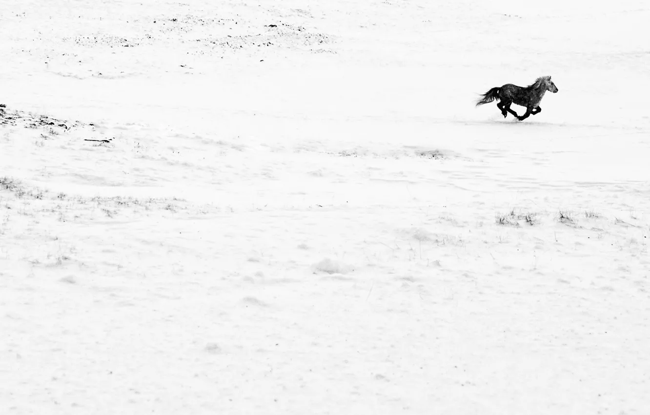 Photo wallpaper field, horse, running