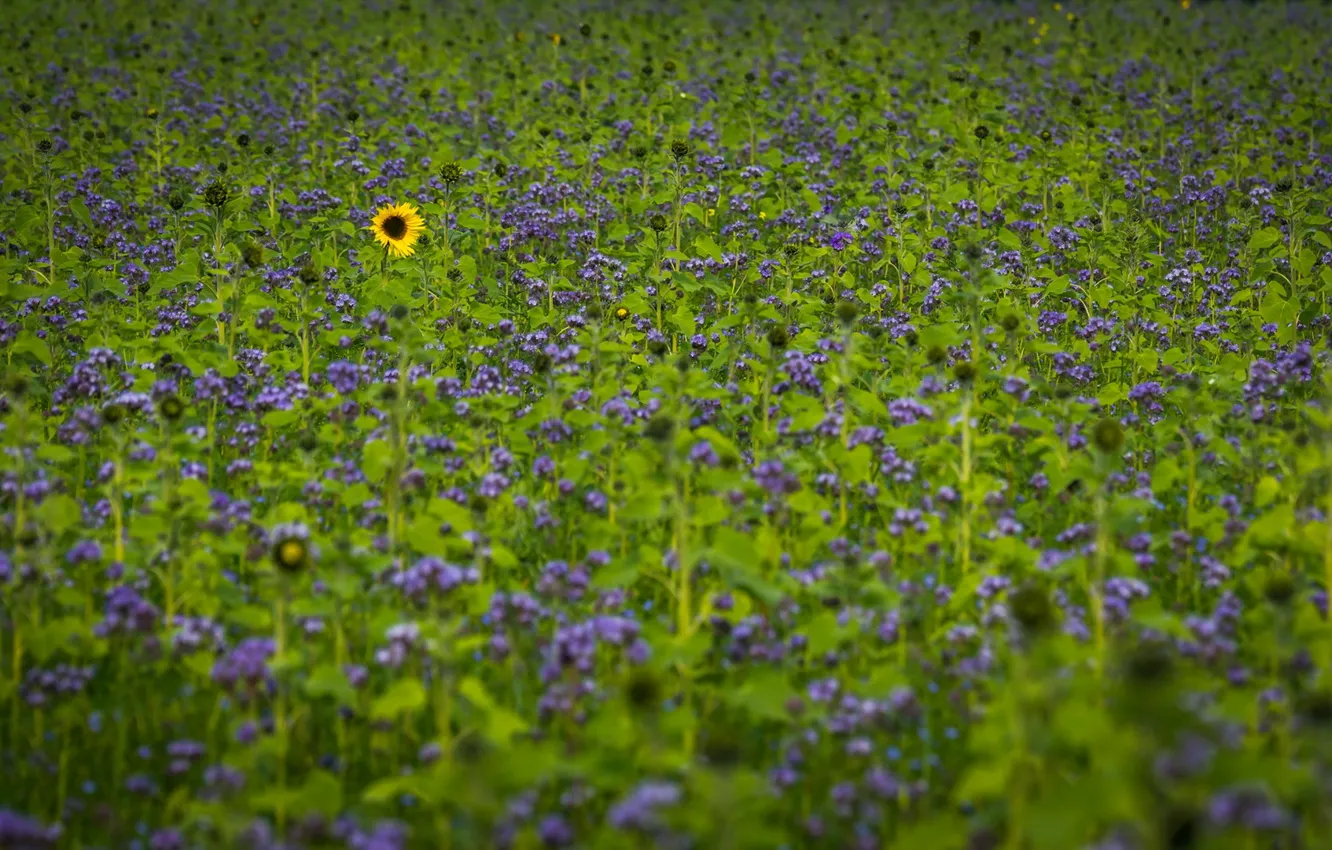 Photo wallpaper field, summer, sunflower
